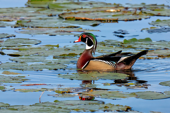 Wood Duck among Lily Pads