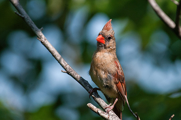 Female Cardinal