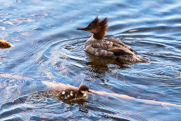 Red-breasted Mergasser and Chick
