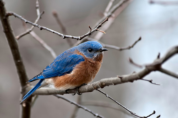 Bluebird