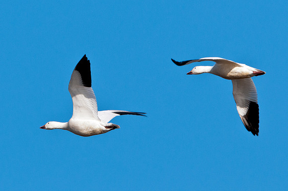 Snow Geese