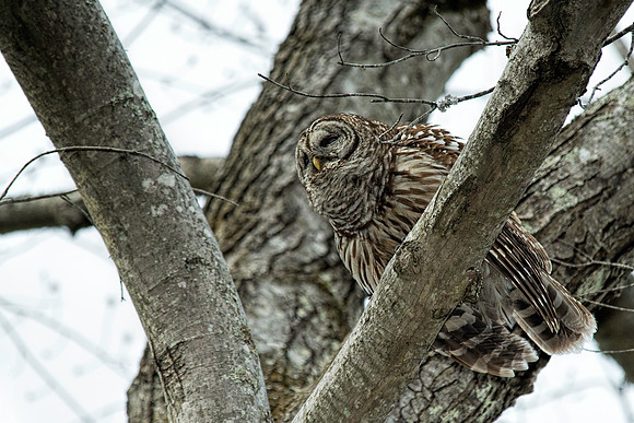Leading Lines - Barred Owl