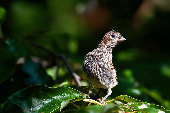 Female House Finch