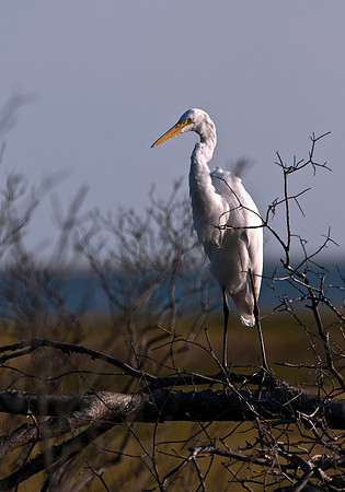 Great White Egret at Chincoteague