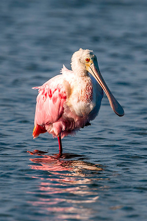Roseate Spoonbill