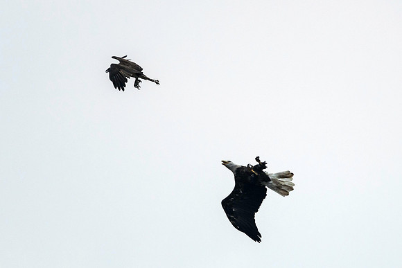 Eagle and Osprey Air Warfare