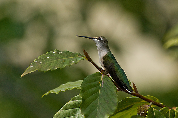 Ruby-Throated Hummingbird