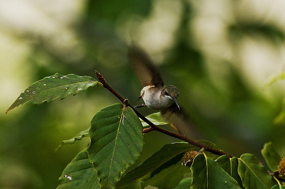 Ruby-Throated Hummingbird
