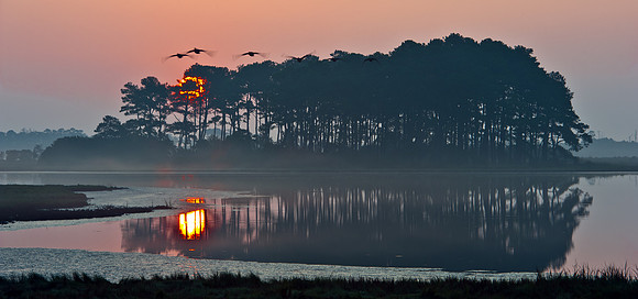 Canada Geese at Sunrise at Chincoteague