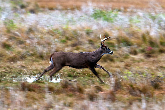 White-Tailed Buck on the Run