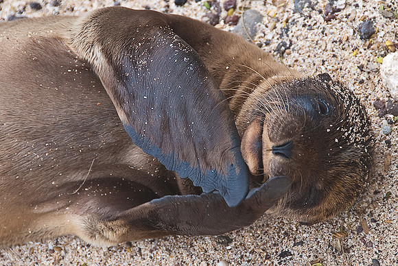 Young Sea Lion