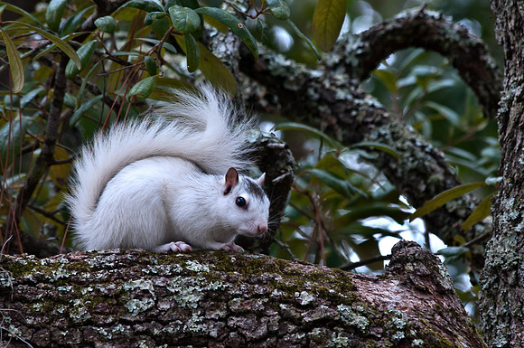 White Squirrel 2