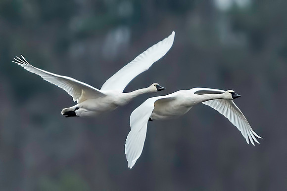 Tundra Swans in Flight
