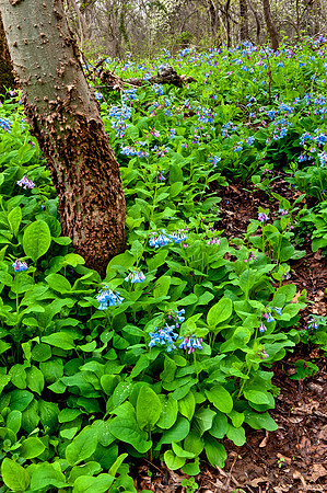 Virginia Bluebells at Merrimac Farm Wildlife Management Area, VA