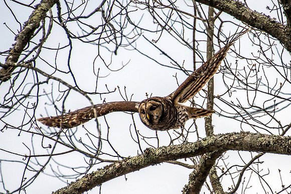 Barred Owl