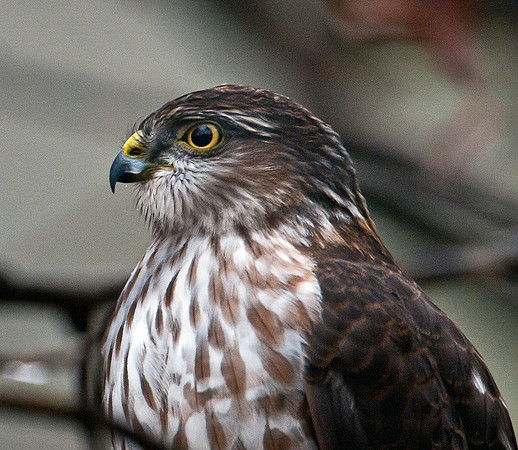 Sharp-Shinned Hawk