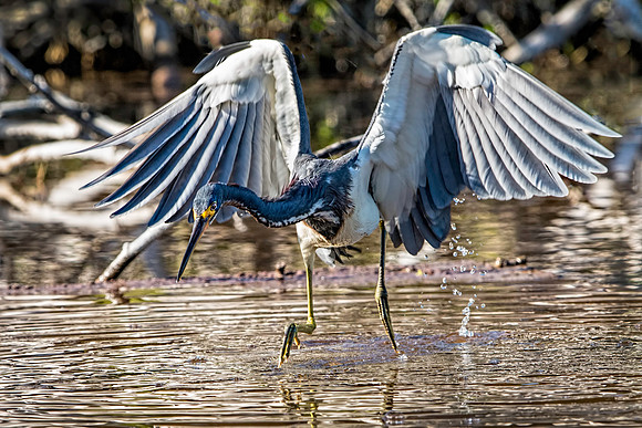Tricolor Heron at the Everglades