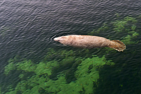 Manatee at Wakulla Spring 3