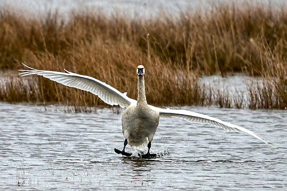 Tundra Swan Landing