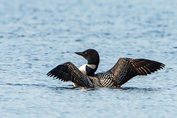 Common Loon with Wings Spread on Long Lake