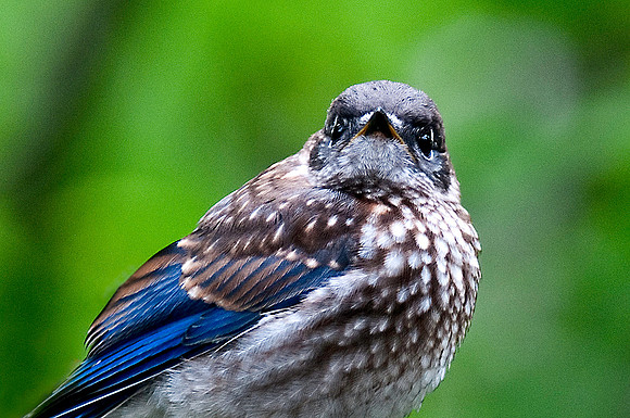 Bluebird fledgling