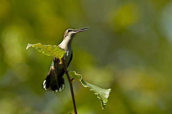 Ruby-Throated Hummingbird