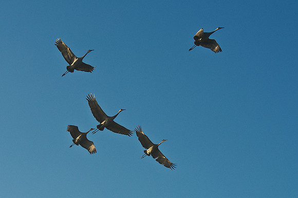 Sandhill Cranes