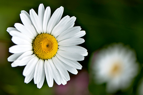 Oxeye Daisys