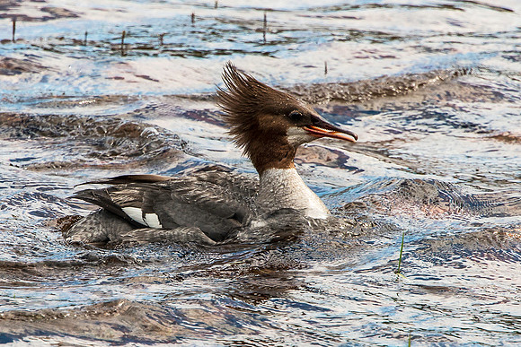 Red-breasted Merganser