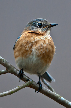 Female Blue Bird
