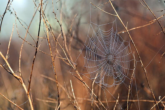 Spider Web