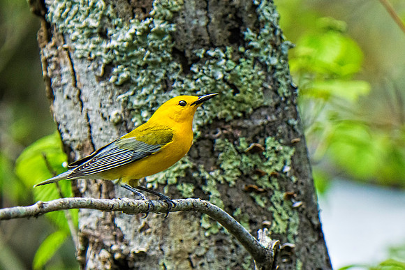 Prothontary Warbler