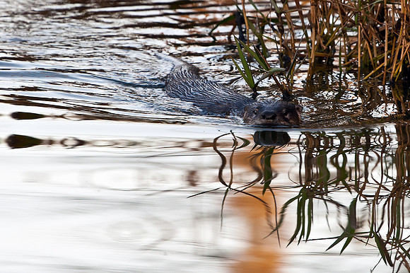 Otter Swimming