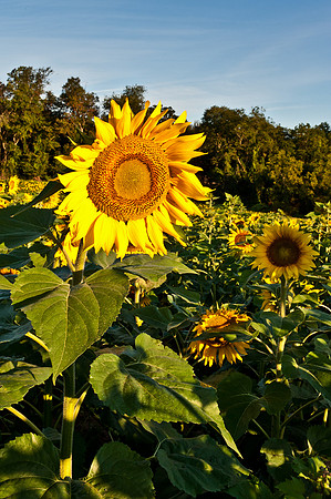Sunflowers Early Shot Sunrise