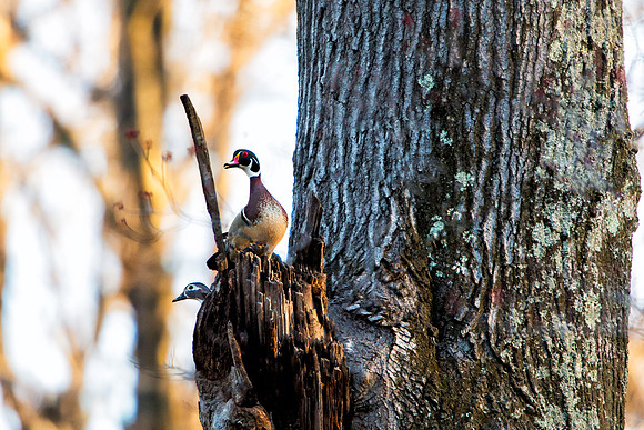 Male & Female Wood Ducks