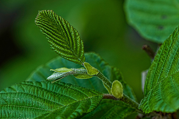 Where Leaves Come From