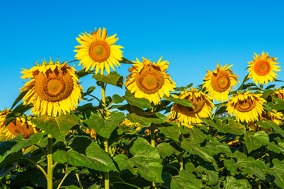 Sunflower Group Photo