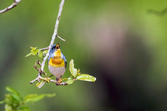 Northern Parula Singing at the Dominick House