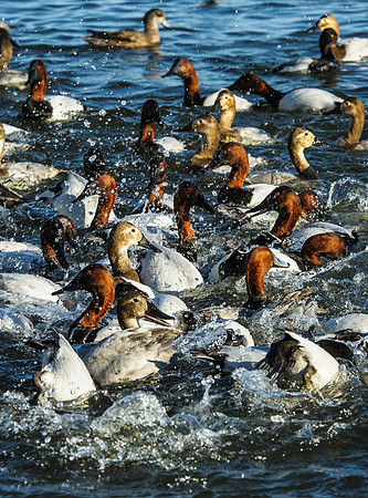 Duck Feeding Frenzy