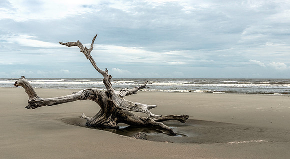Bulls Island Boneyard Beach