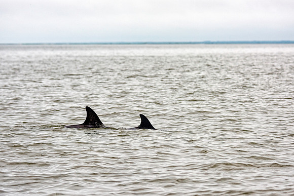Dolphins - Adult and Youngster