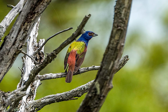 Male Painted Bunting