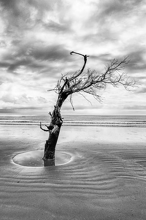 Bulls Island Boneyard