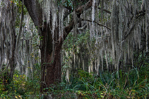 Old Florida Oak Tree