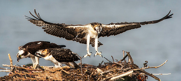 Osprey Chick Testing Its Wings