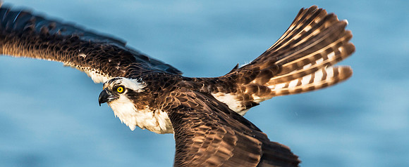 Female Osprey in Flight