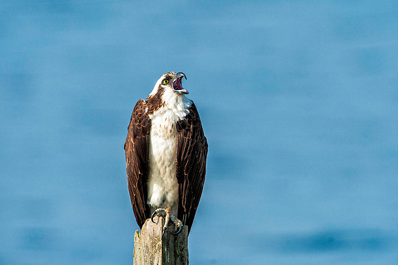 Screaming Female Osprey