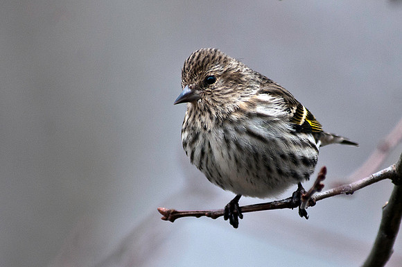 American Goldfinch