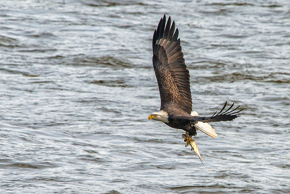Eagle with Fish at Conowingo Dam
