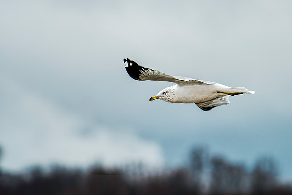Ring-billed Gull at LSP